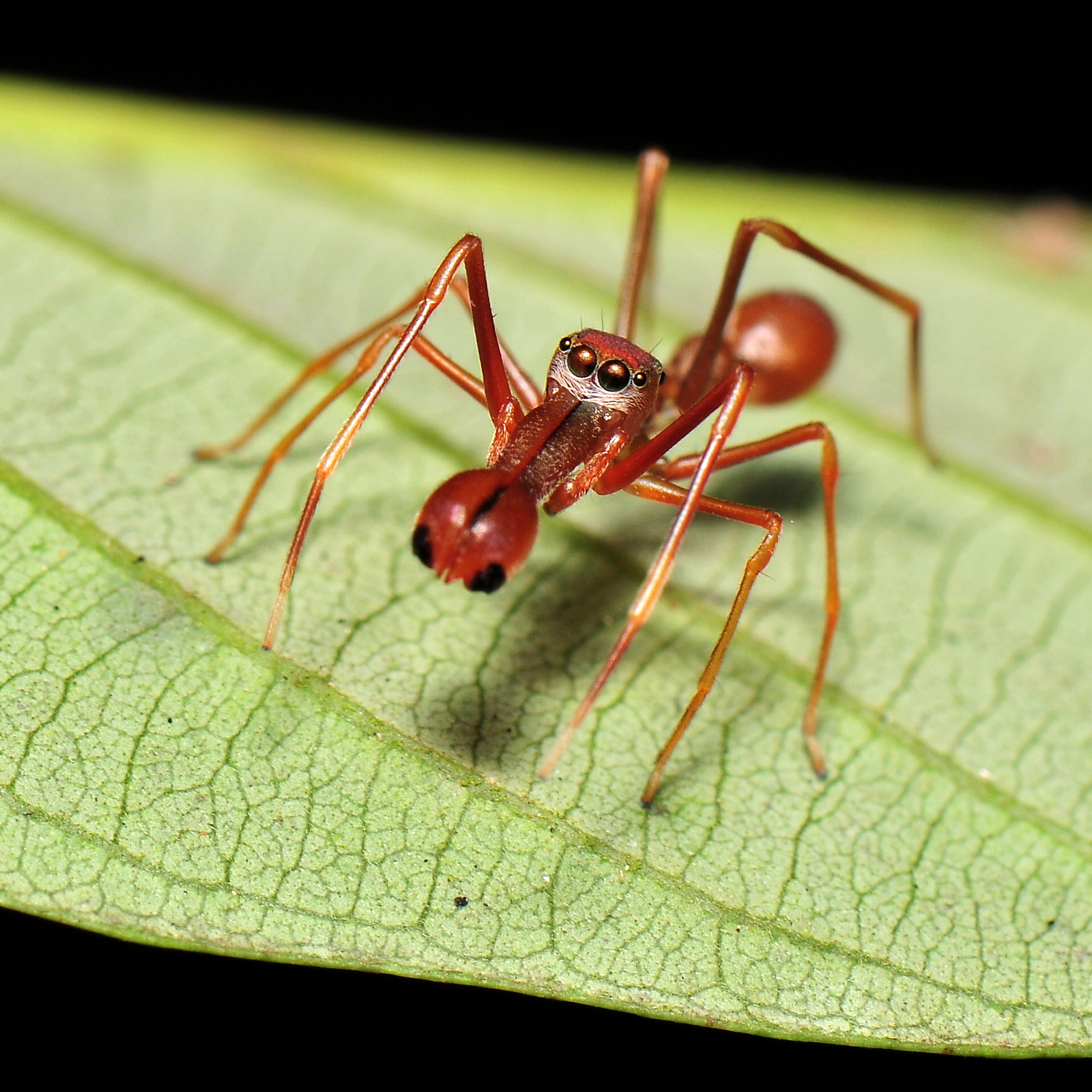 Игра муравьи пауки. Паук мимикрирующий под муравья. Паук мимик. Паук Пеликан. Пауки и муравьи воссоединились.
