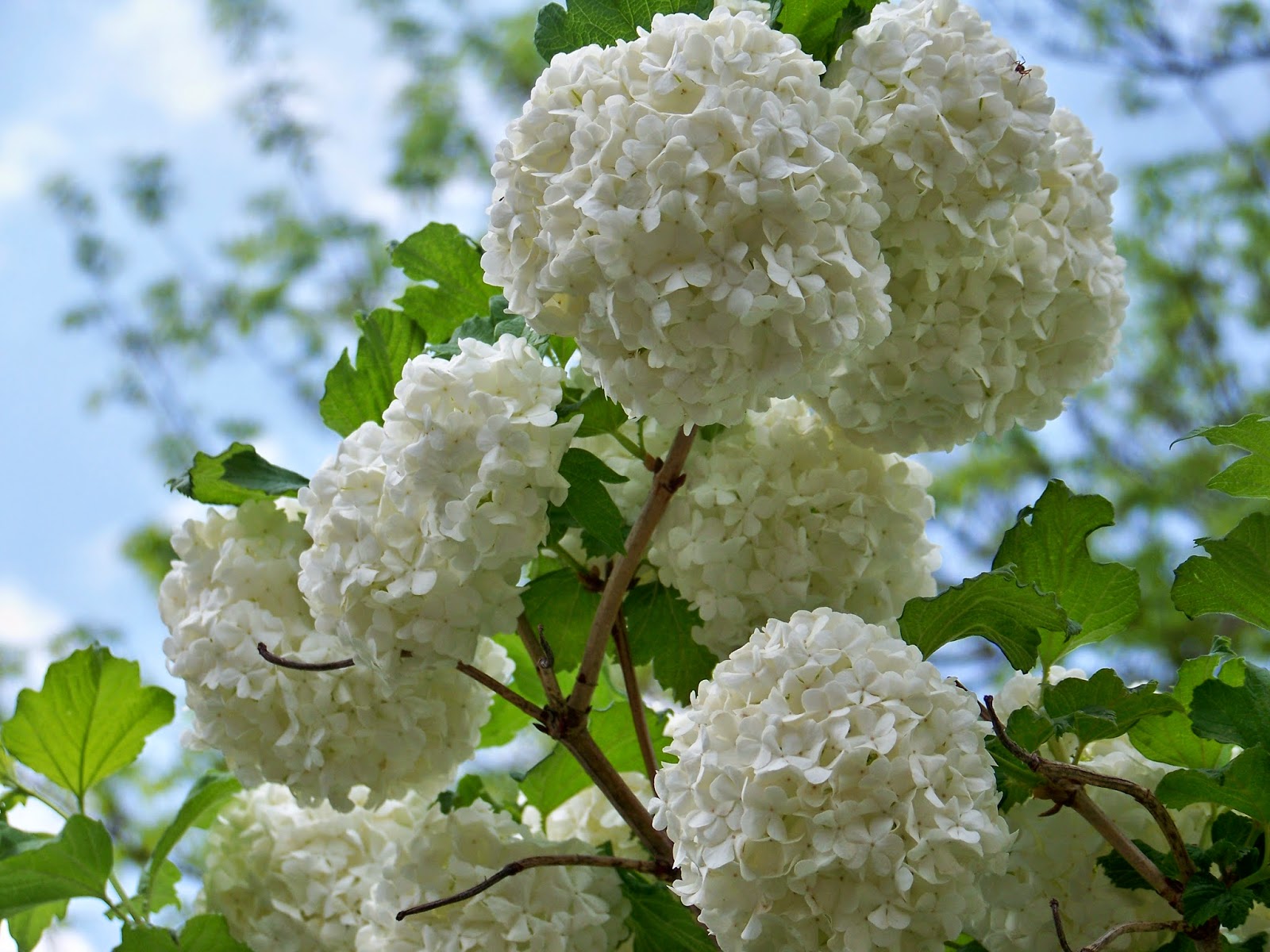 Tell Me A Story GROW SNOWBALLS THAT DON'T MELT!