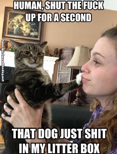 Human-Shut-Up-For-A-Second-Funny-Dog-Pooping-In-Litter-Box-Lol-Meme.jpg