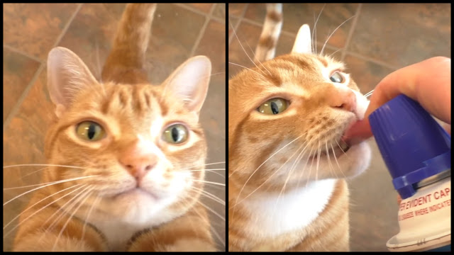 Chloroquine phosphate injection ip in hindi