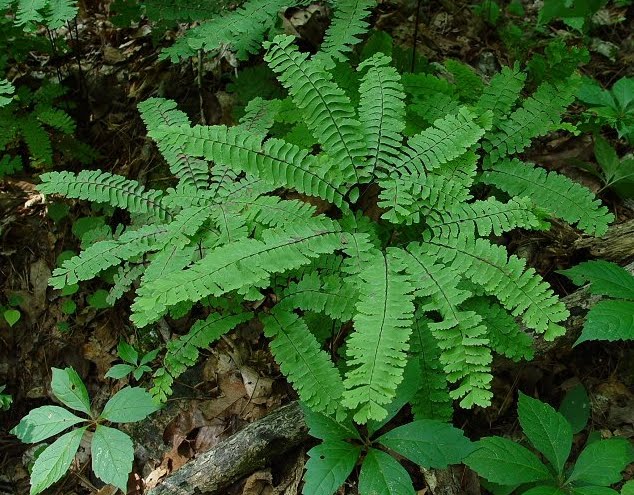 Sheszhe�s Blog Sains Tumbuhan Paku