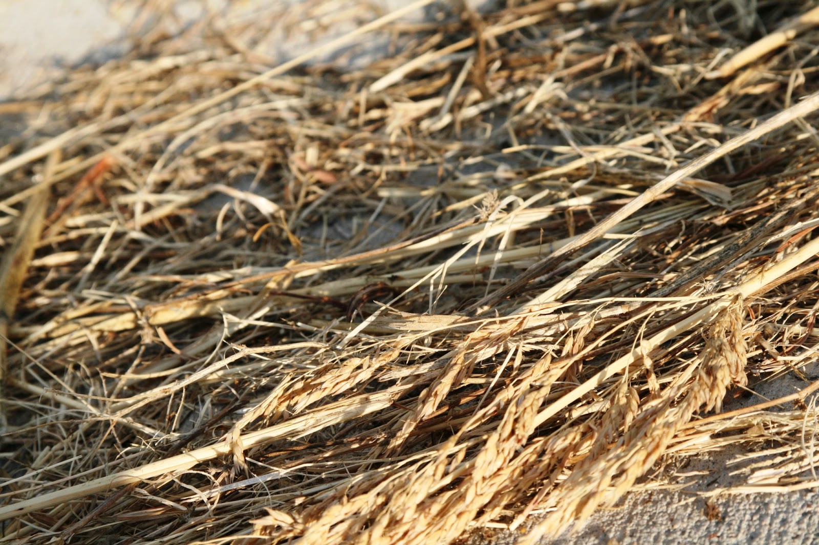 The Morel Family Wheat and Chaff