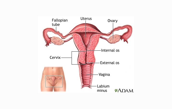 Uterus Rahim Pengertian Struktur Fungsi