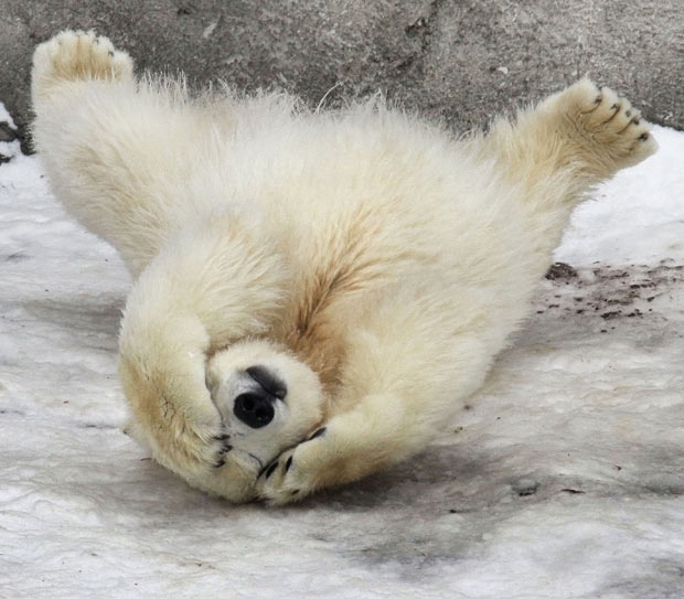 [Image: polar-bear-cub_1786691i.jpg]