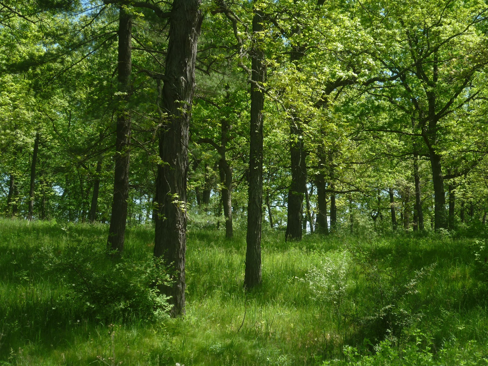 American voyages Oak Savannas of Southeastern Michigan A Reminder of