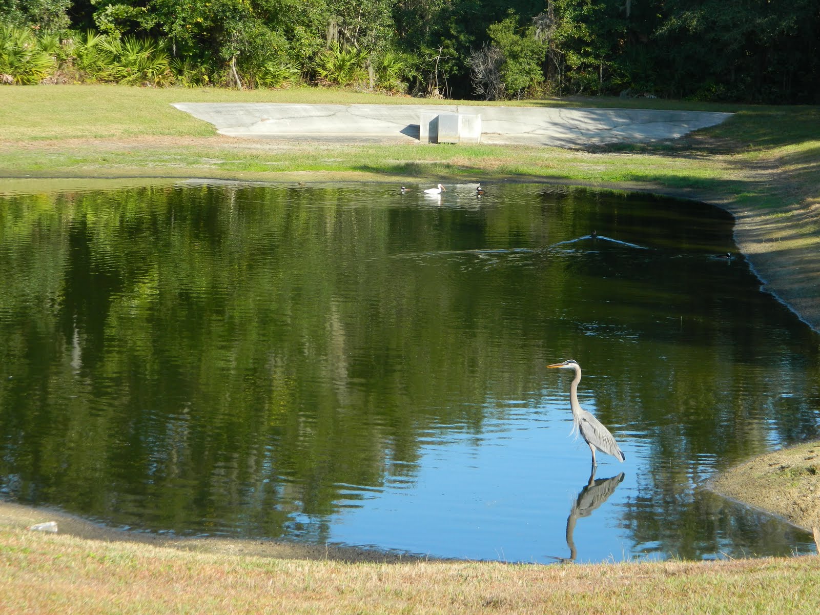 Watching the Sun Bake An Artificial Wetland