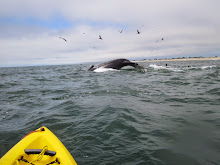 Kayaking: Humpback Whales Off Moss Landing!