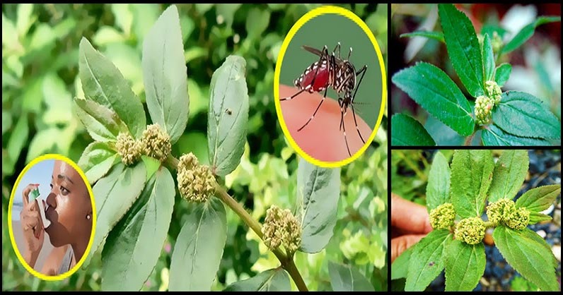 How Many Times To Water A Jade Plant - Jade Plant Care: Easy Care in The Home and Garden