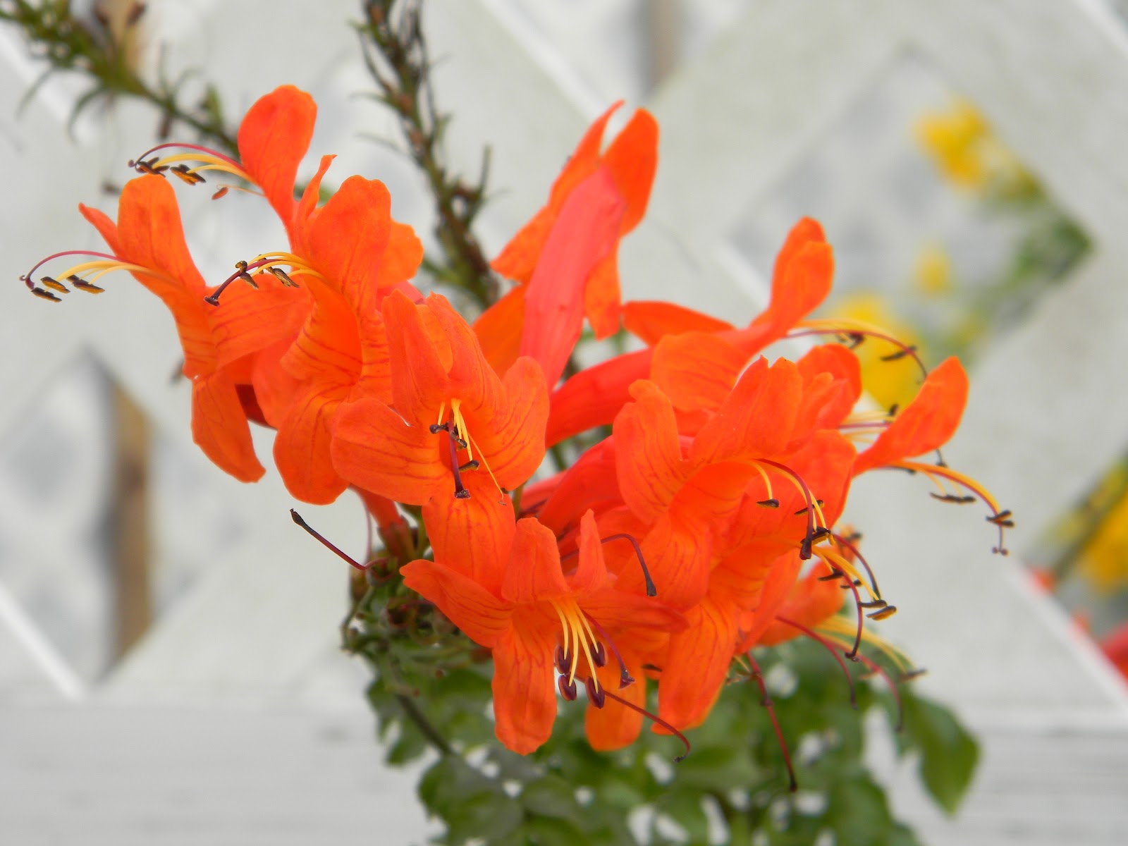 RVFulltimingLove The Panhandle Butterfly House, Navarre, Florida