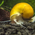 Freshwater Aquarium Snails