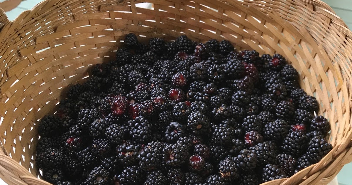 The Holly Grove Cook and Gardener Dewberries