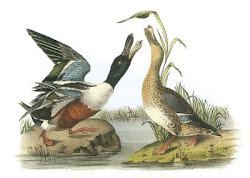 audubon james john painting paintings famous shoveler northern nature april