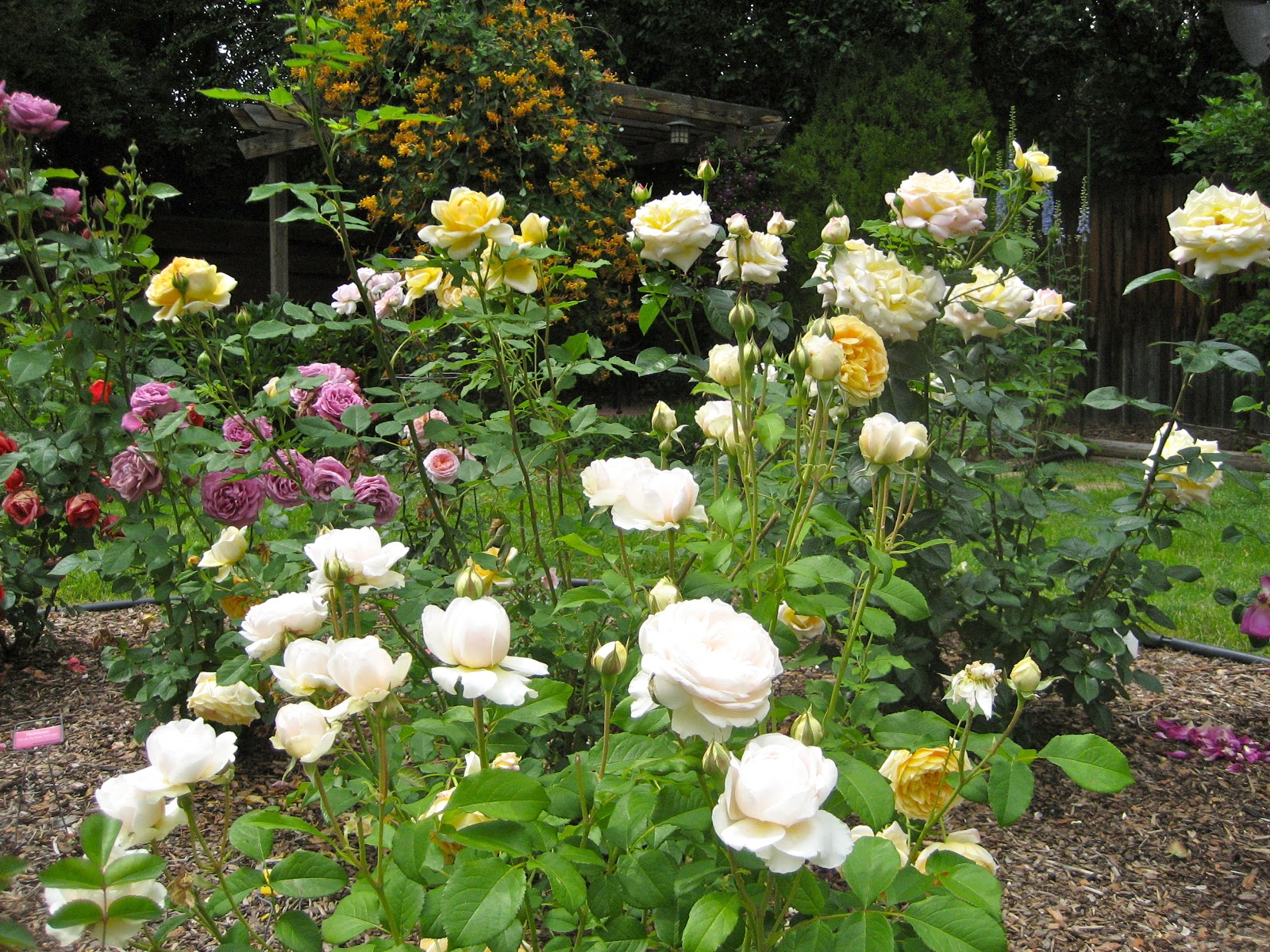 JeffCo Master Gardeners Rose Care in the Spring by Donna Duffy