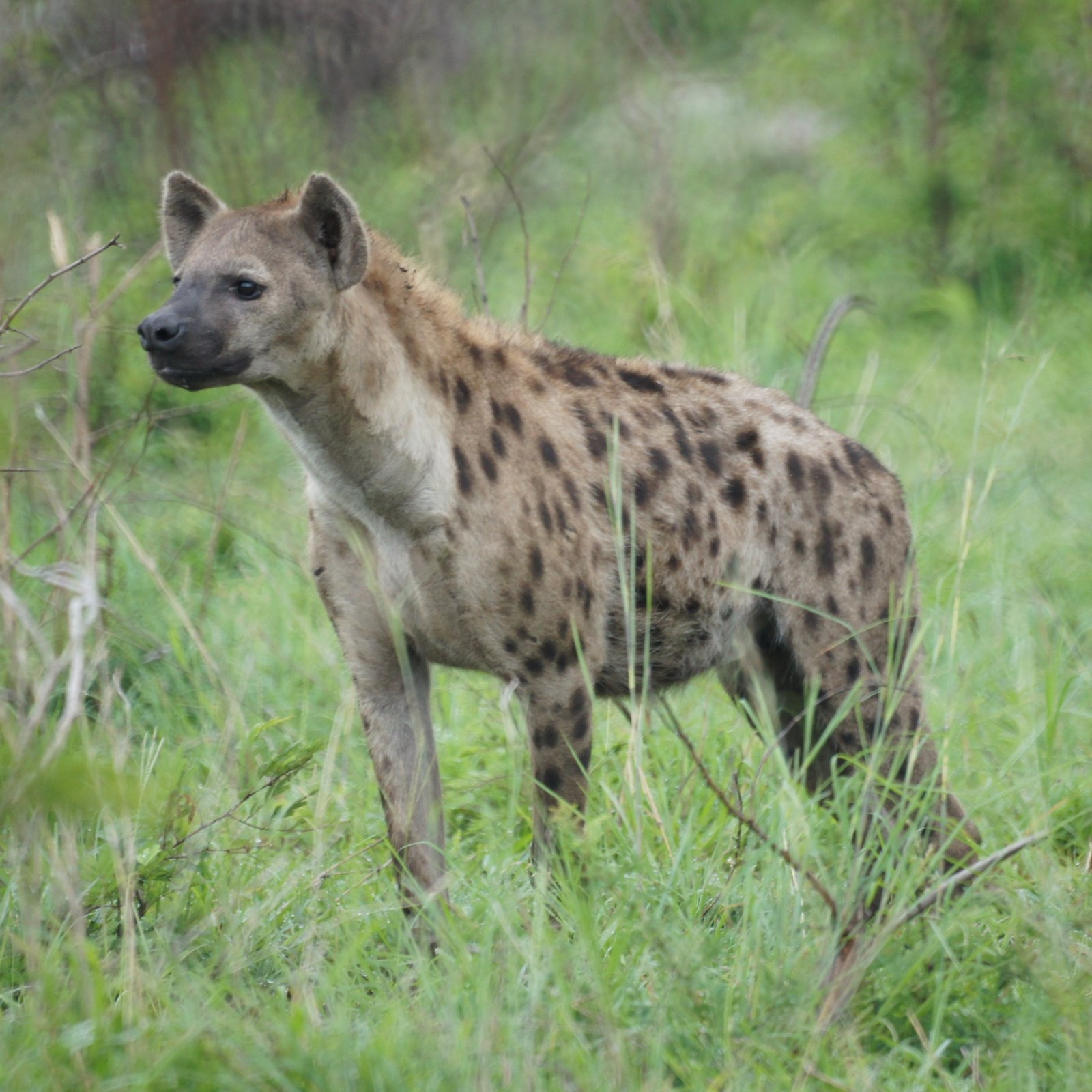 South Africa: Londolozi and Thonga: Londolozi: Jackal, Hyena, and Wild Dog