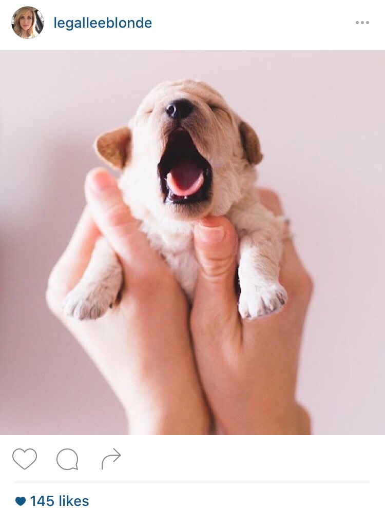 national-puppy-day-instagram-photo
