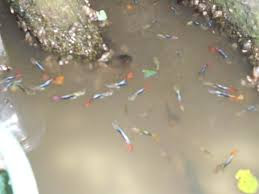 Mau Usaha Budidaya Ikan Guppy Kiat Dan Analisa Peluang Ini Akan