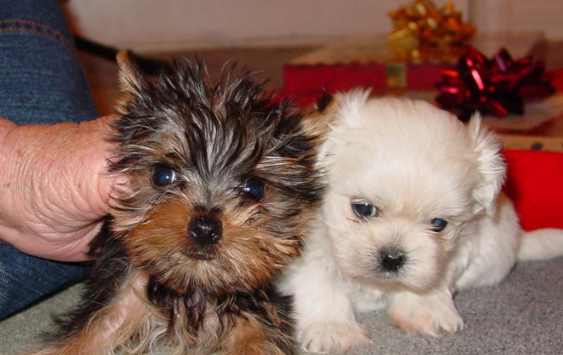 Cute Puppy Dogs Maltese Yorkie puppies