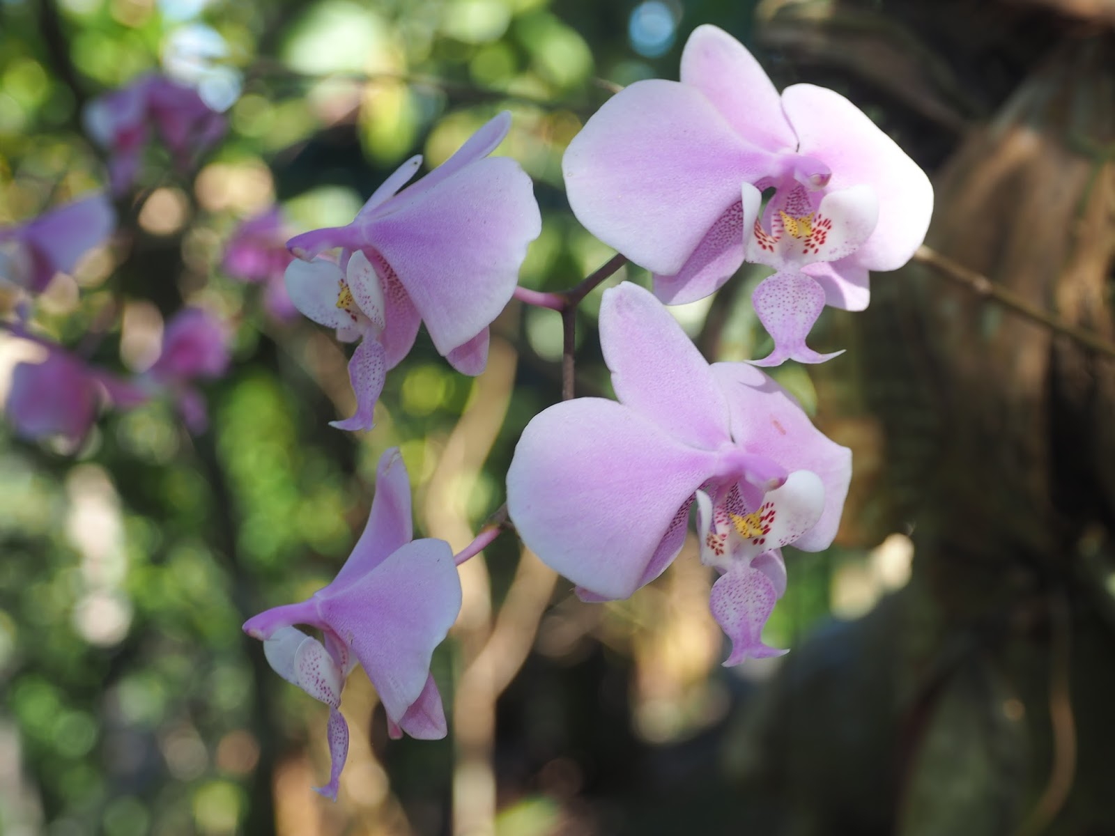 Pure Oxygen Generators Self Supporting Orchids