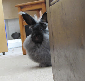 wool sea rabbit angora