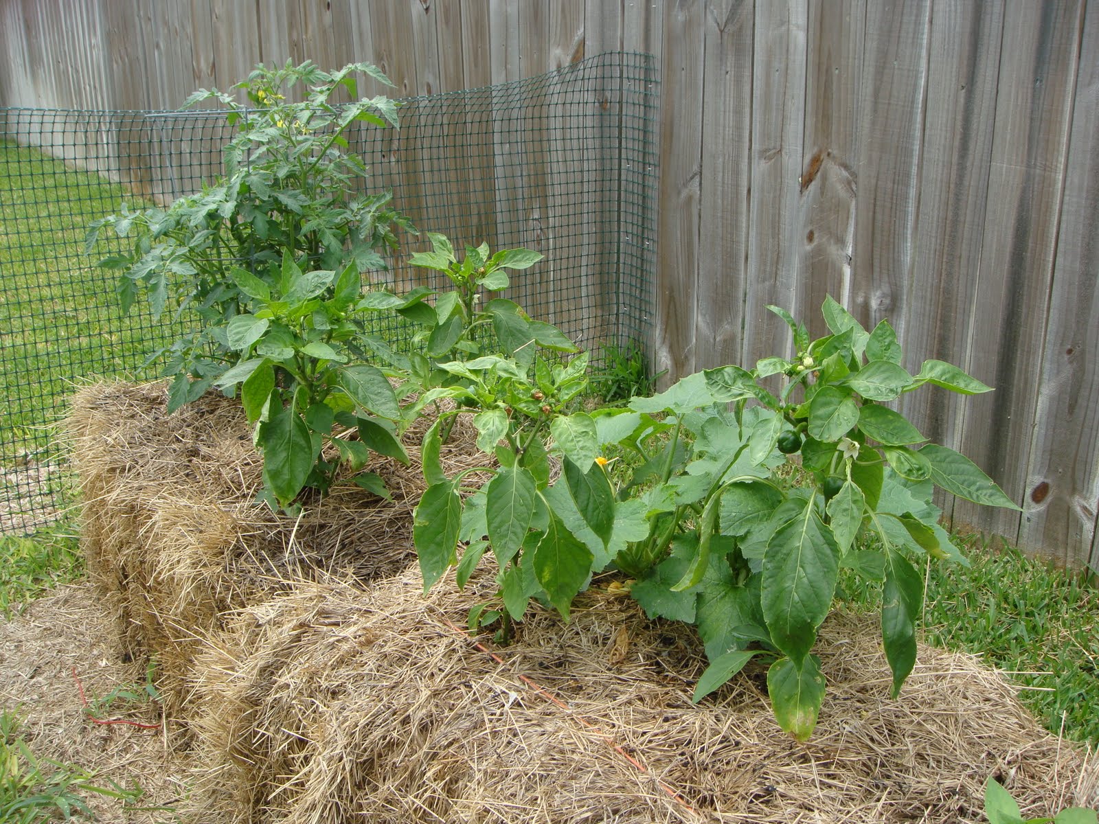 Frugal Texas Mom Hay Bale Garden Update 1 See How the Garden Grows