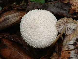 Lycoperdon perlatum DSC68575