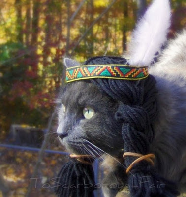 A cat dressed in Native American costume