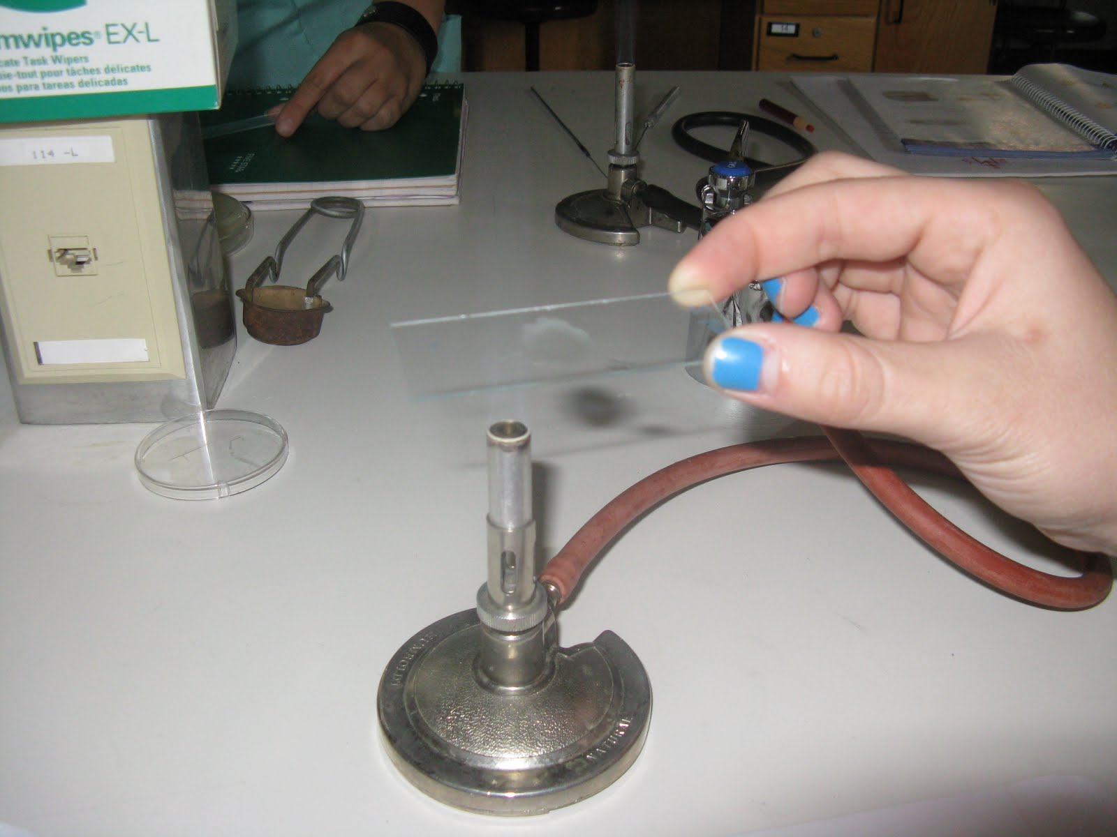 Samantha and Sarah's Microbiology Lab Journal Staining Bacteria