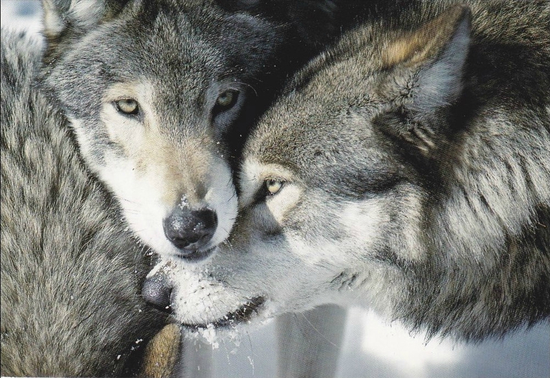 Полюбить волка. Волк и волчица. Волки нежность. Волки пара. Волк и волчица любовь.