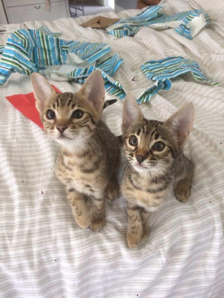 The Kuwait Cats and kittens Adoption and sales email us at