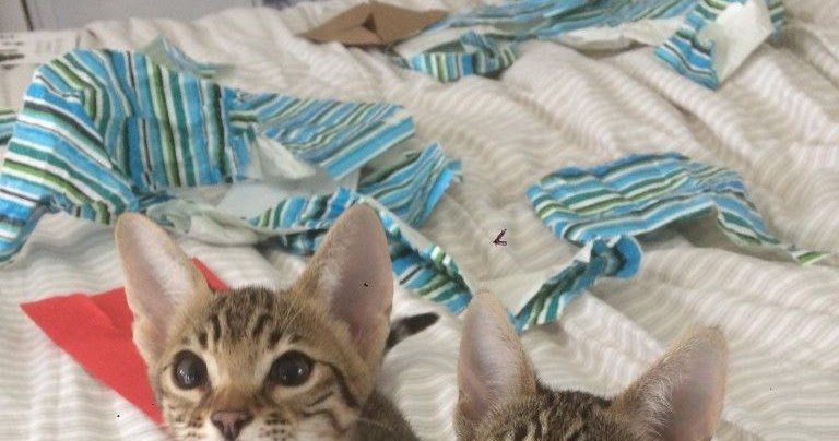 The Kuwait Cats and kittens Adoption and sales email us at