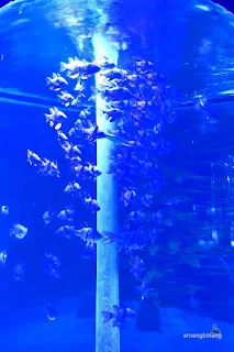 jakarta aquarium neo soho
