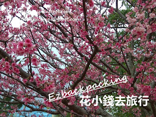 名護城公園櫻花