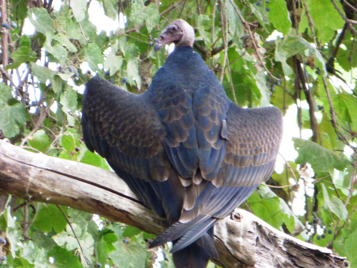 Geotripper's California Birds Young Turkey Vulture (or a Vampire) on