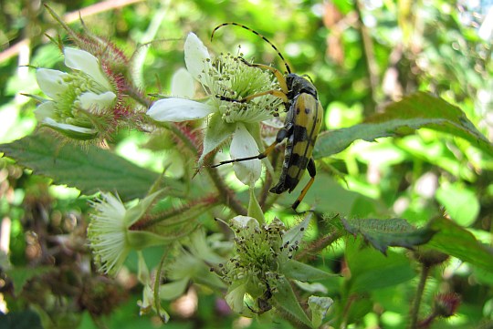 Strangalia plamista (Rutpela maculata).