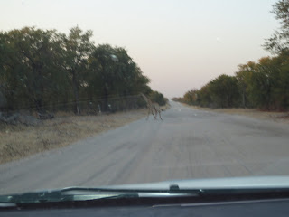 Día 7:Daytrip en Moremi GR - Botswana y Cataratas Victoria. Viaje por libre de 19 dias (12)