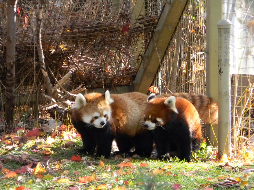 toronto zoo, zoo, animals, canada, red pandas, playing, autumn