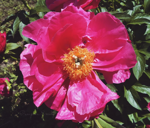 pink flower