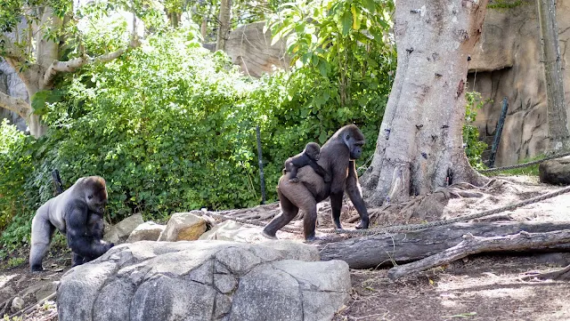 Taronga zoo images: silverback gorillas