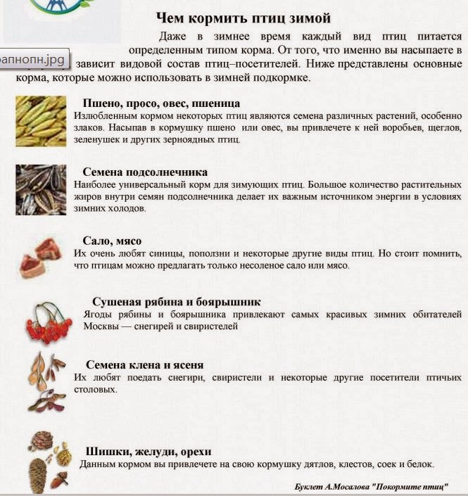 Пшено синичкам. Корм для зимующих птиц. Корм для зимующих птиц. Крупа для птиц в кормушку. Можно ли птицам пшеничную крупу.