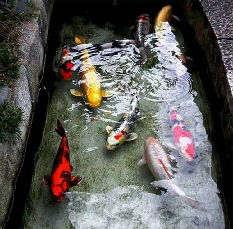 Drainage Canal is the Home of Colorful Koi Fishes in Japan
