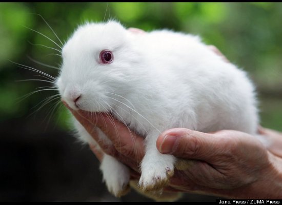 Japan's Earless Rabbit Sparks Worries About Radiation, Mutation ~ The ...
