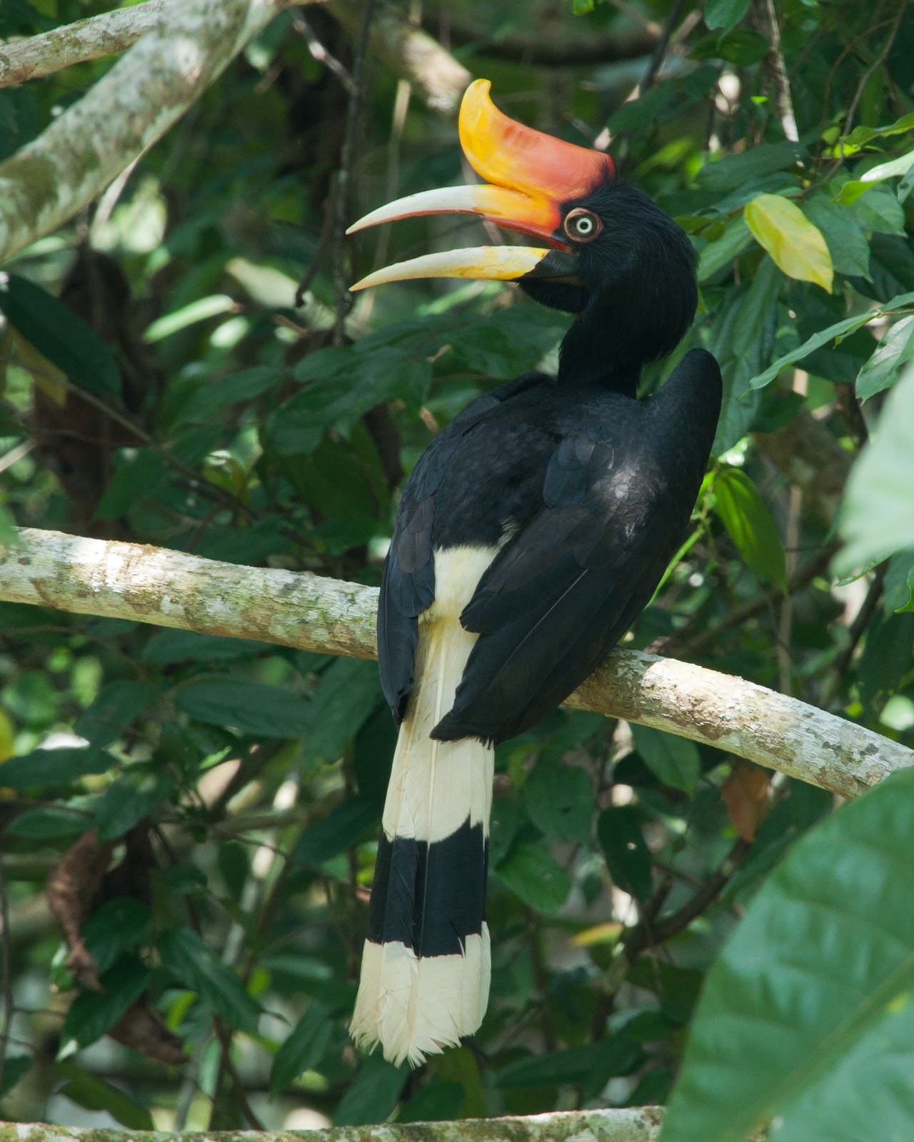 rhinoceros hornbill country rhinoceros hornbill country