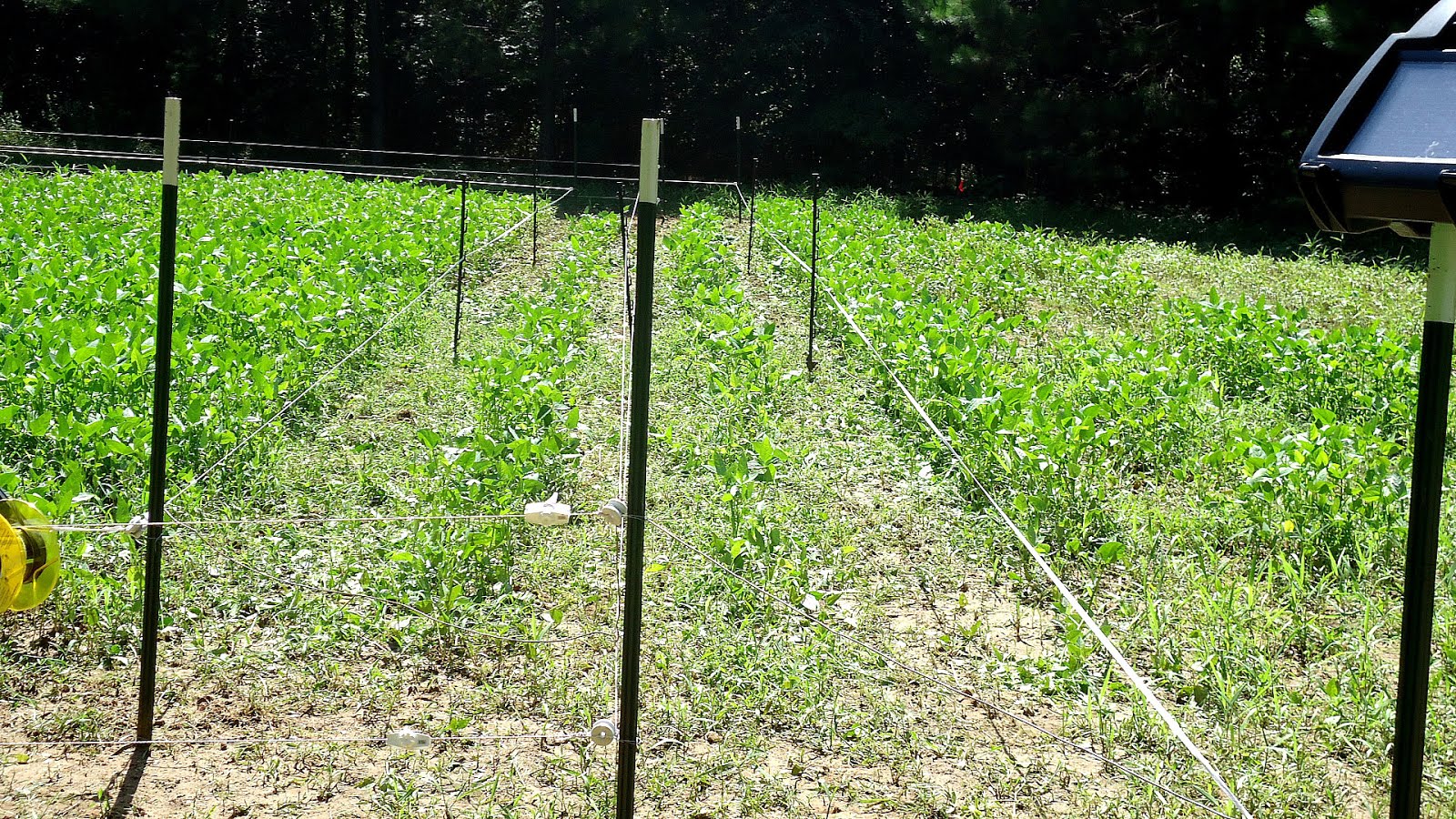 Best Electric Fence Fence Choices