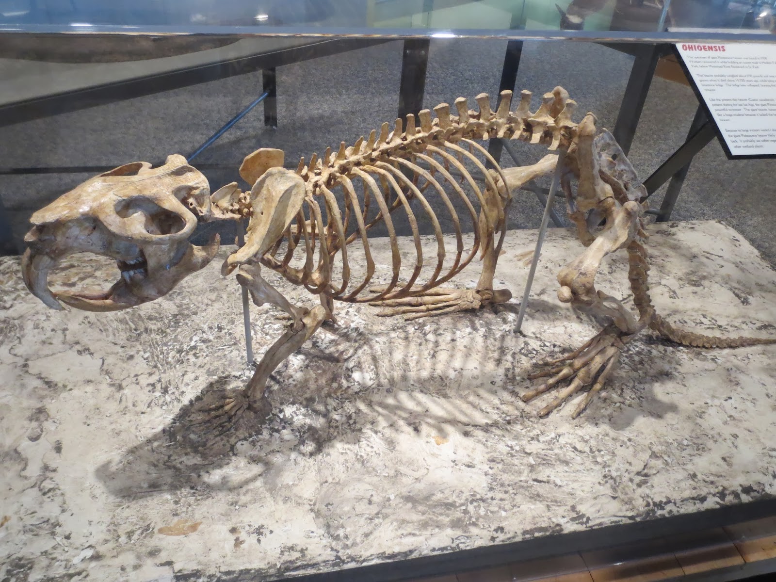 Equatorial Minnesota And the state fossil of Minnesota is...