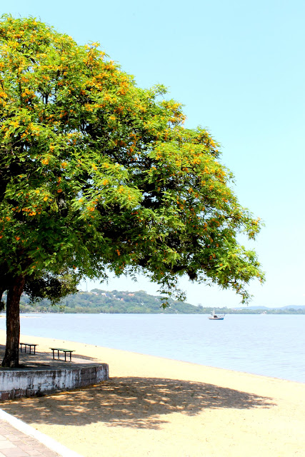 tree on the beach 