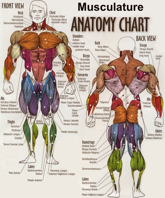 Gambar Otot Pada Manusia