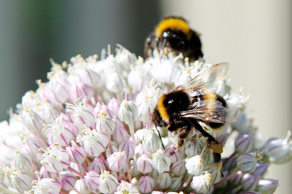 Green in Real Life BeeFriendly Gardens Tips for Creating a Bee