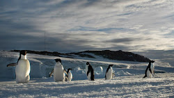 migration animal science migrate animals still why during doesn birds normal migrations penguin explanation longest particular confusing especially answers season