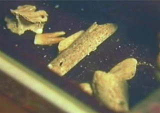 NEW DISCOVERY - BONES FOUND COULD BE THOSE OF JOHN THE BAPTIST