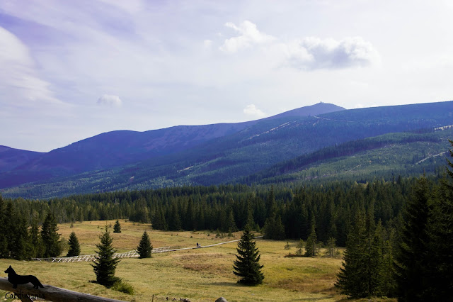 podróże z psem słonecznik w Karkonoszach